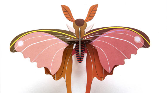 Papillon comète rose