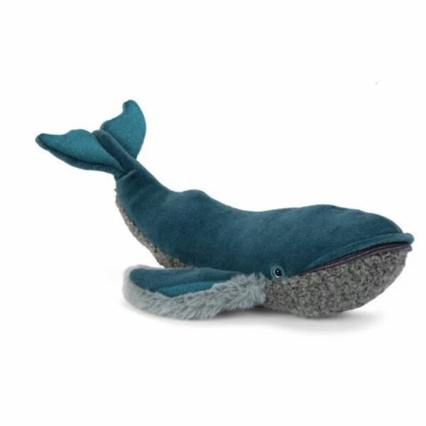 Petite baleine à bosse Tout autour du monde
